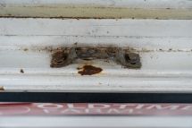 Citroen 2CV '83 (1983)